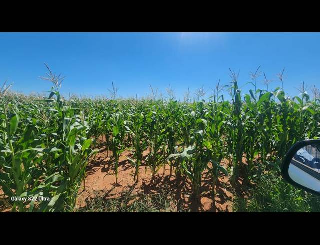 FARM FOR SALE IN WITFONTEIN
